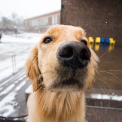 罗彻斯特河大学校园里一只治疗犬的鼻子特写.